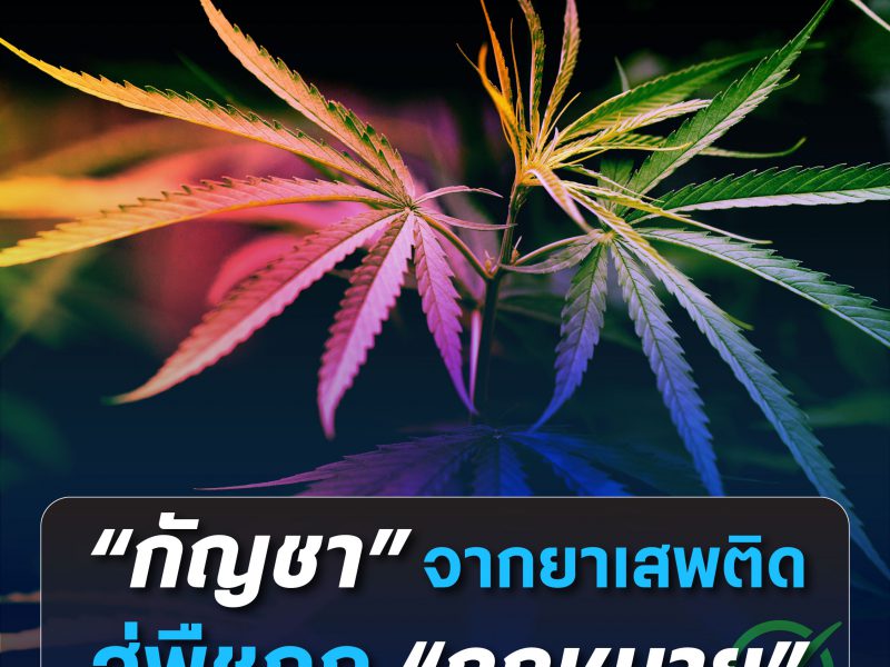 “กัญชา” จากยาเสพติดสู่พืชถูก “กฎหมาย”